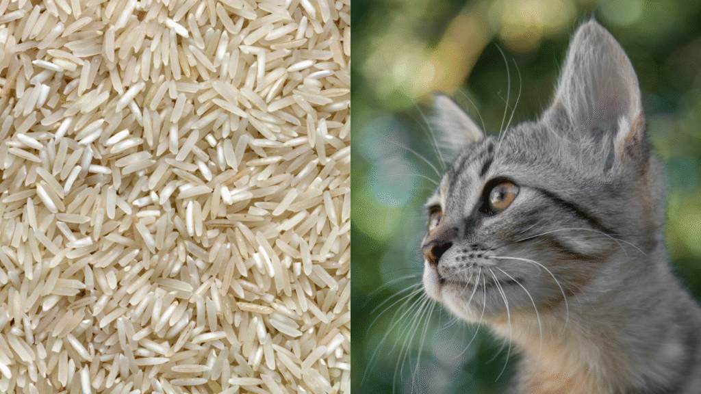 Kan katter äta ris?