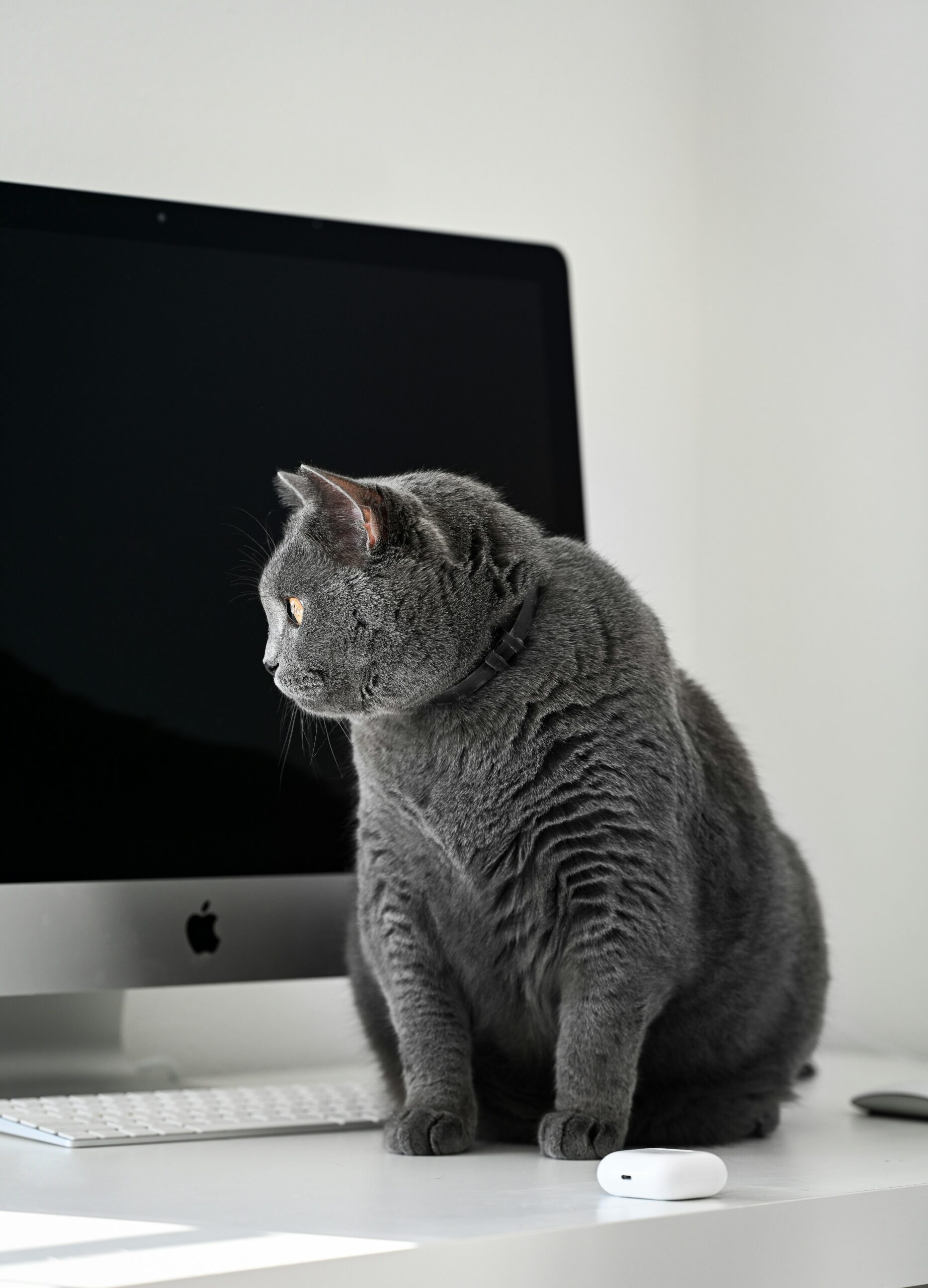 Banta katt – så hjälper du din katt att gå ner i vikt på ett säkert sätt