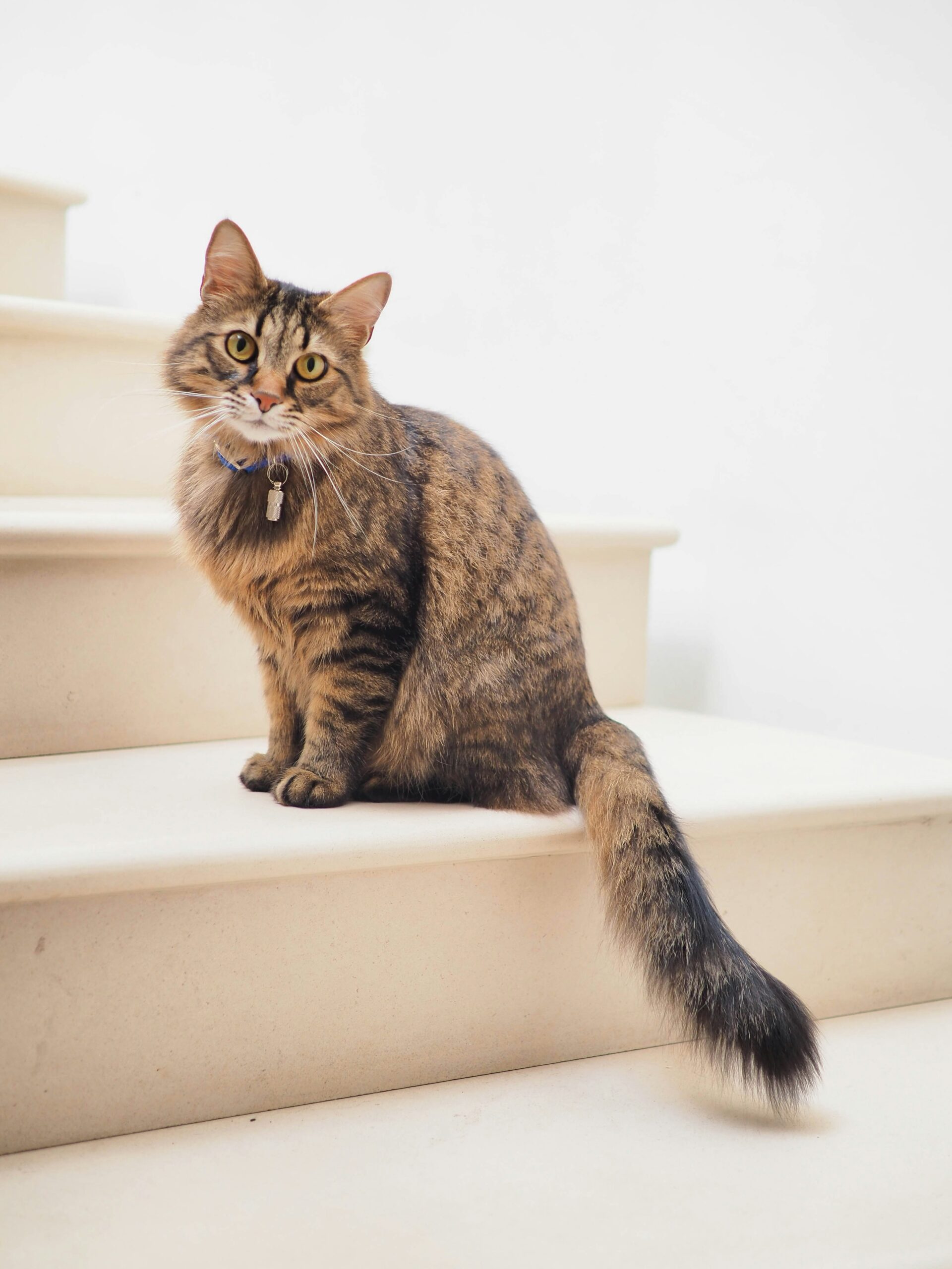 Kattnamn för hane – hitta det perfekta namnet till din hankatt