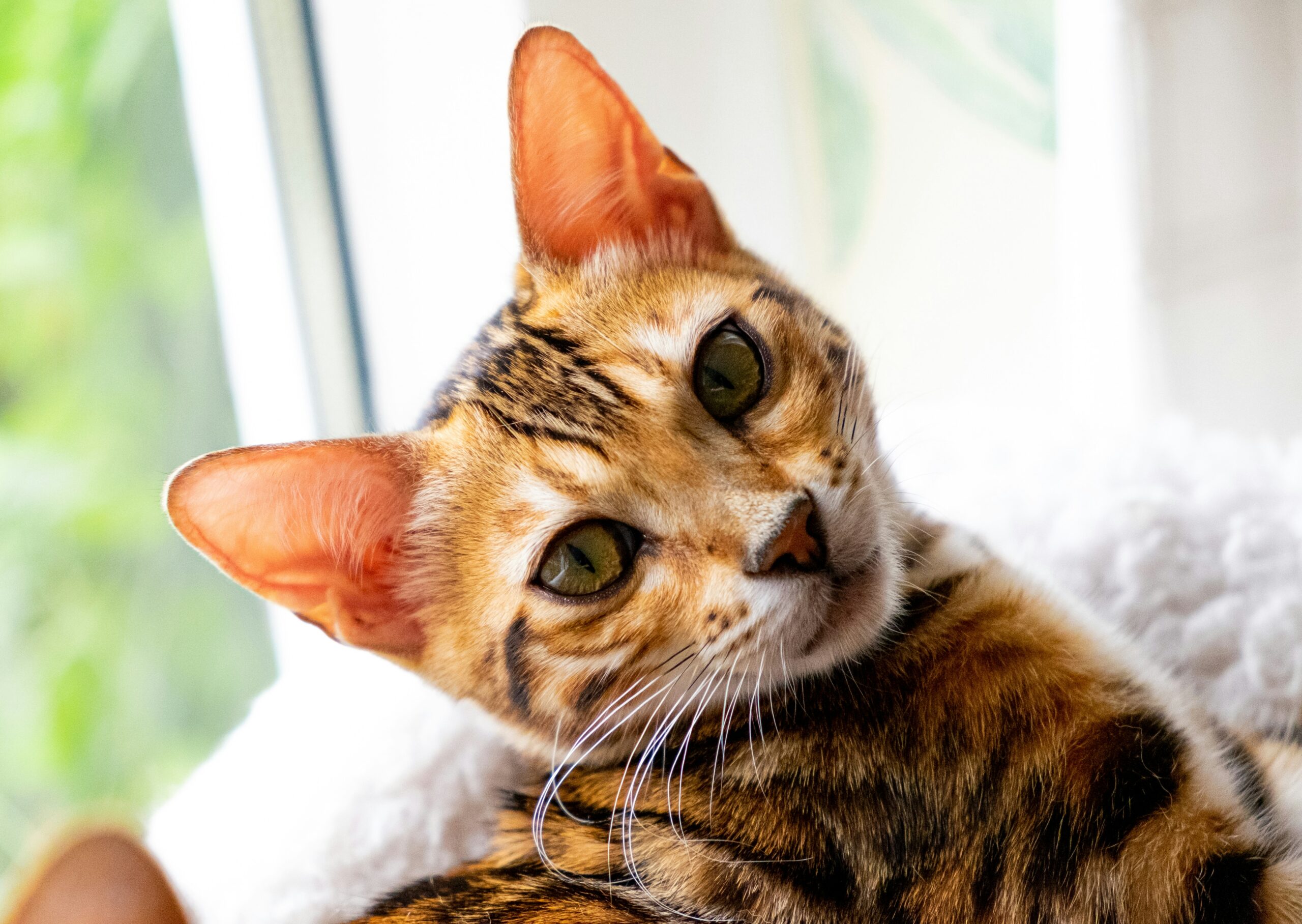 Bengal – en aktiv och social kattras