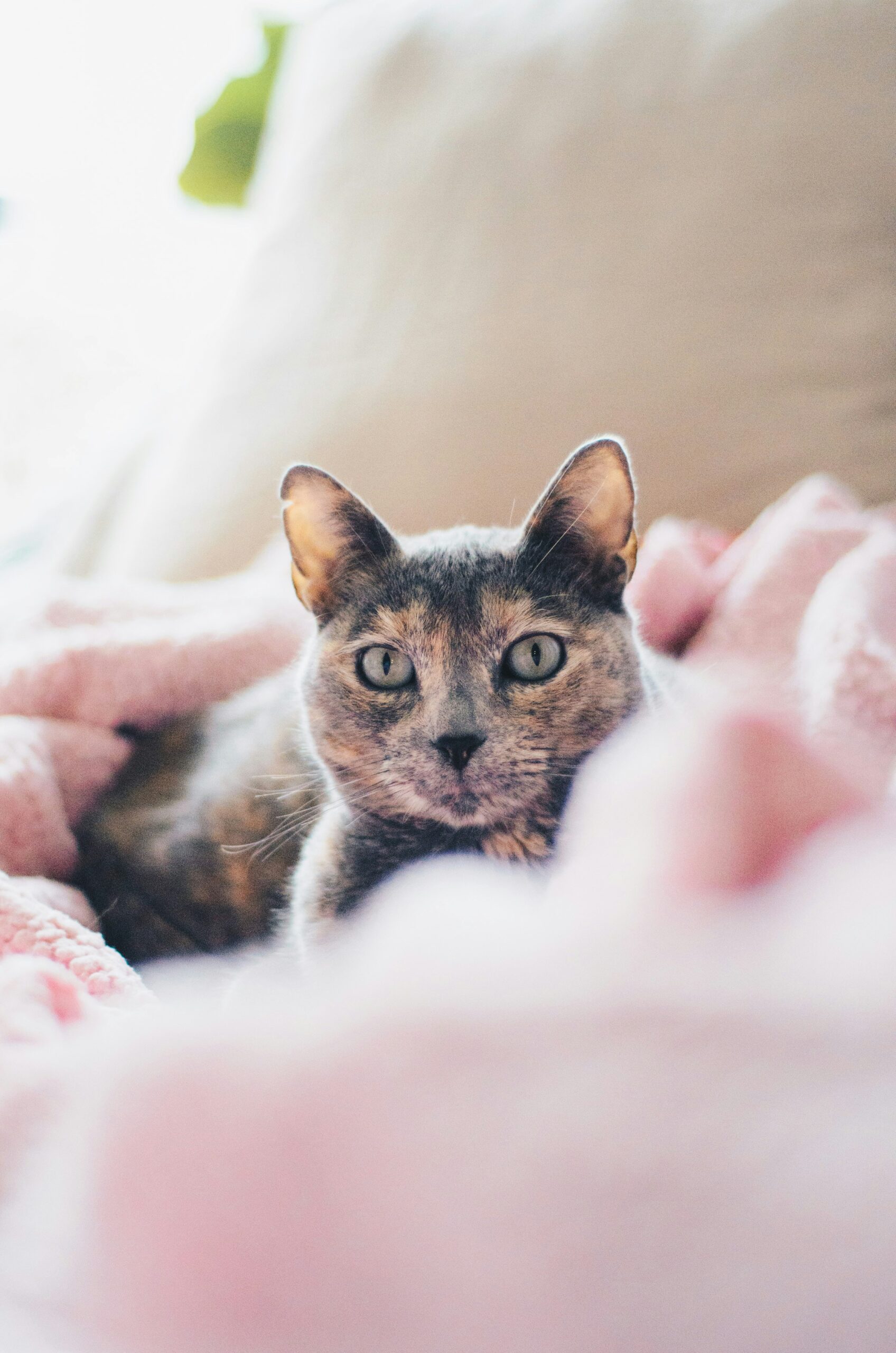 Katters livslängd – hur länge lever en katt?