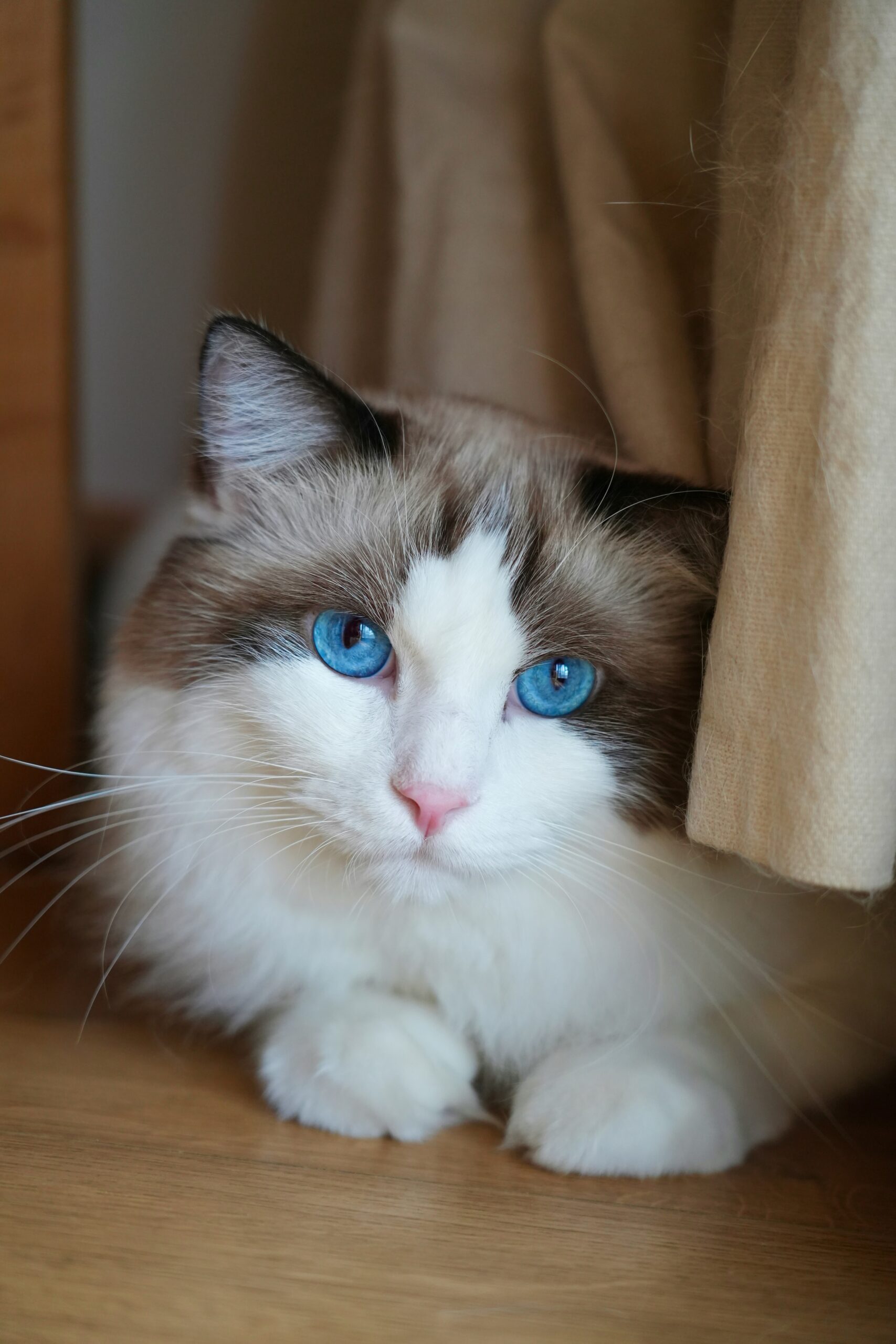 Ragdoll katt – en lugn och kärleksfull sällskapskatt