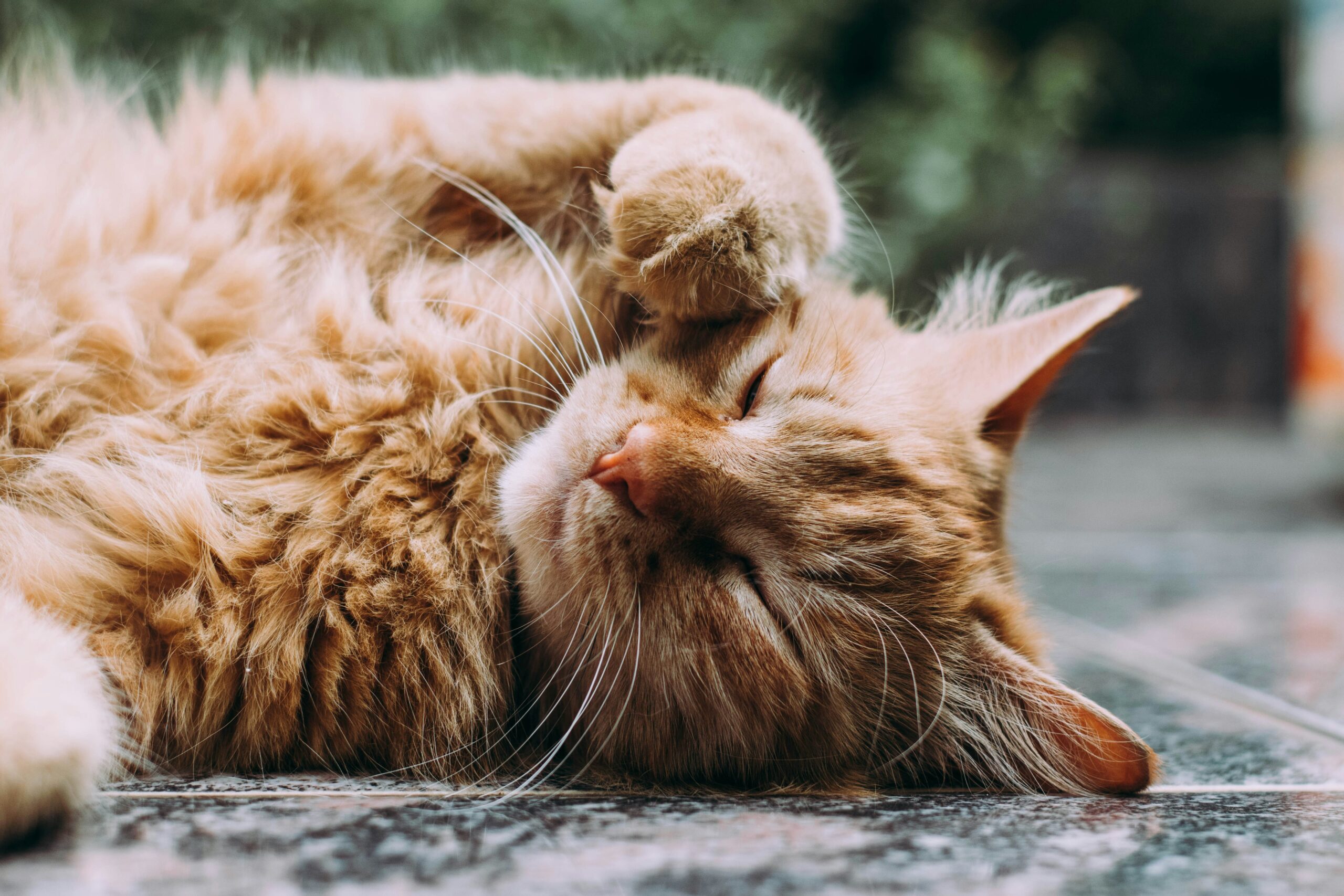 Hårbollar hos katt – varför de uppstår och hur du kan hjälpa din katt