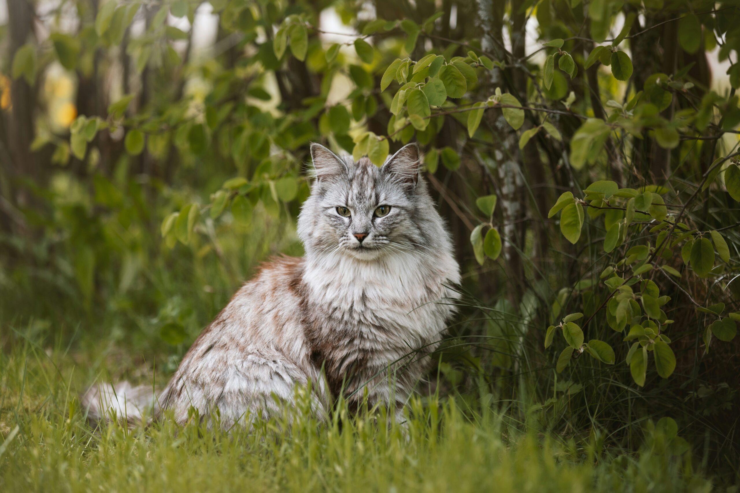 Norsk skogkatt – egenskaper och tips för ett lyckat kattliv
