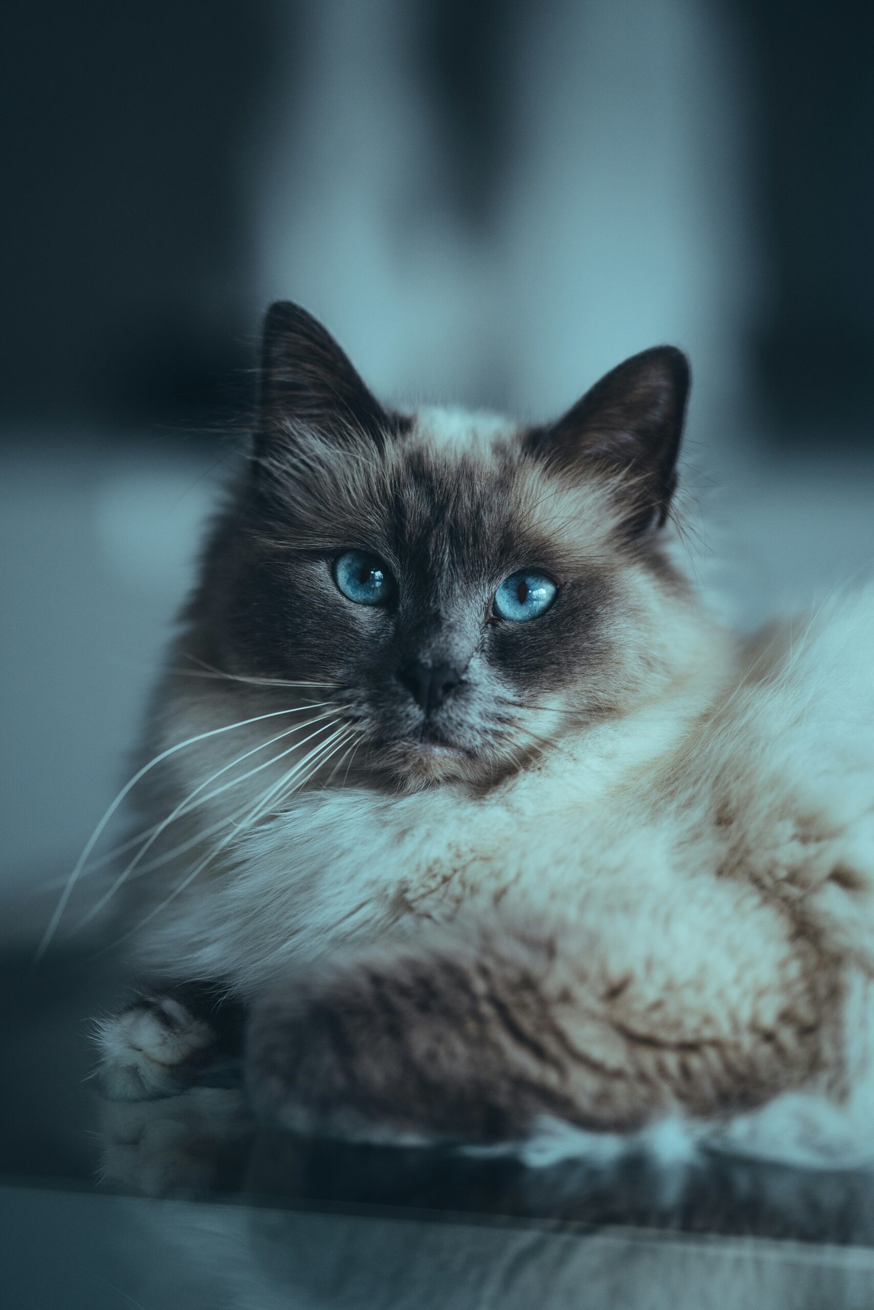 Helig Birma – en stillsam och vänlig familjekatt