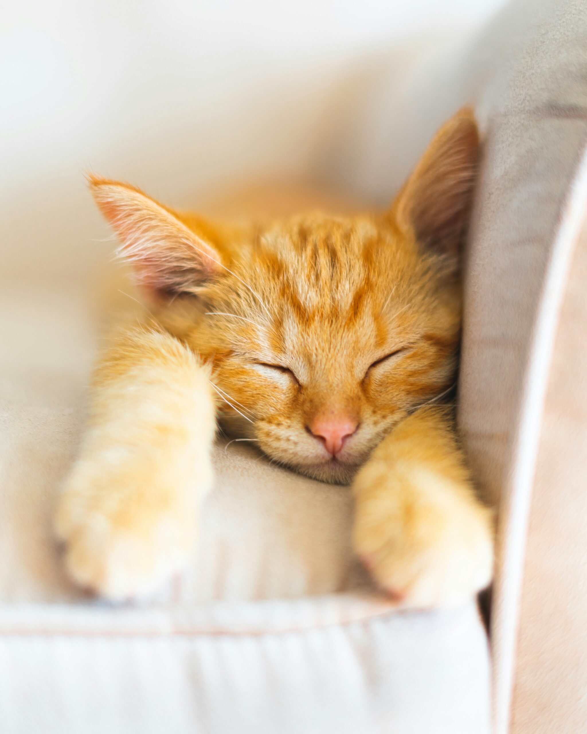 Sömn hos katt – hur mycket sover en katt egentligen?