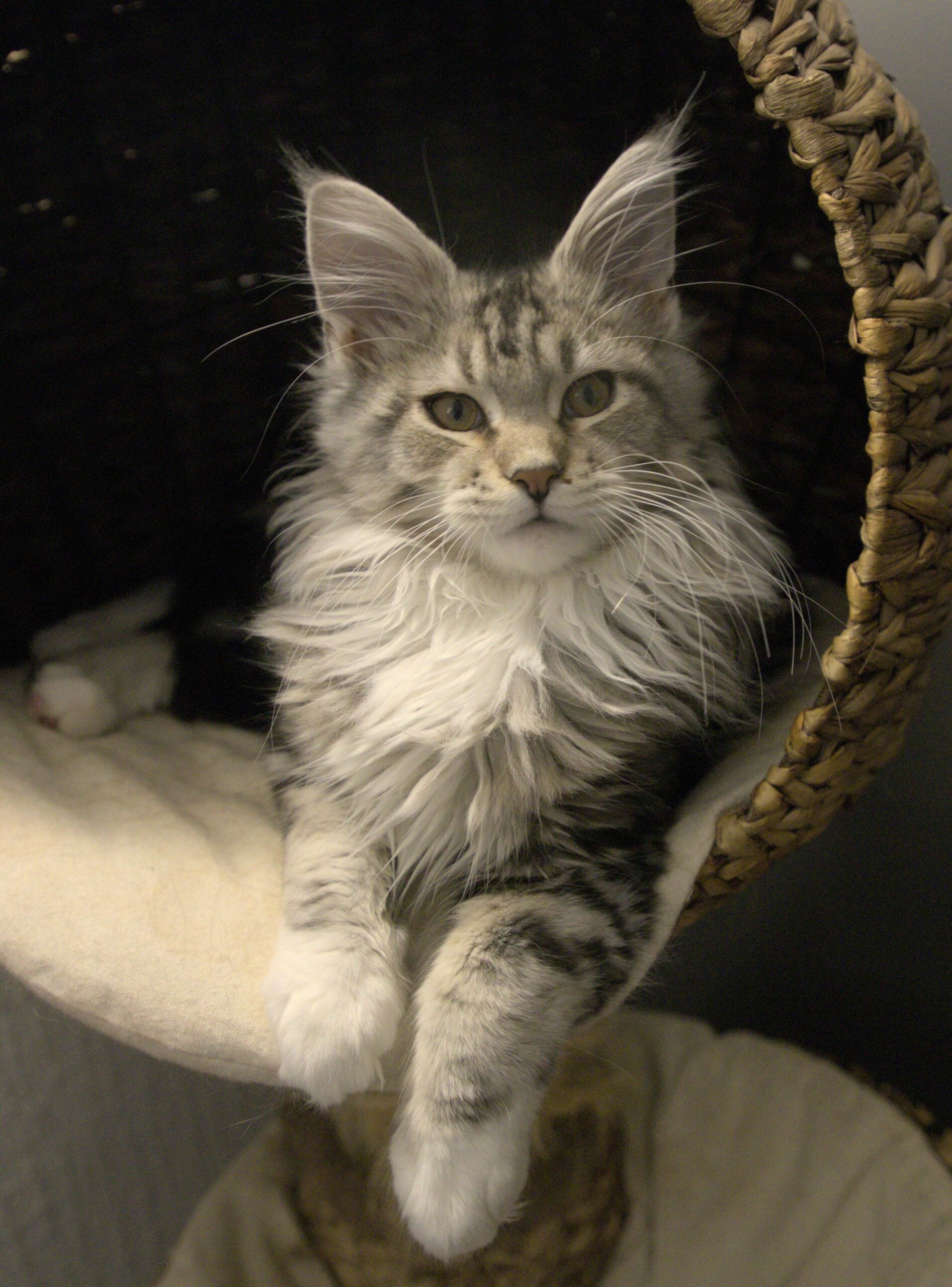 Maine Coon – den vänliga jätten