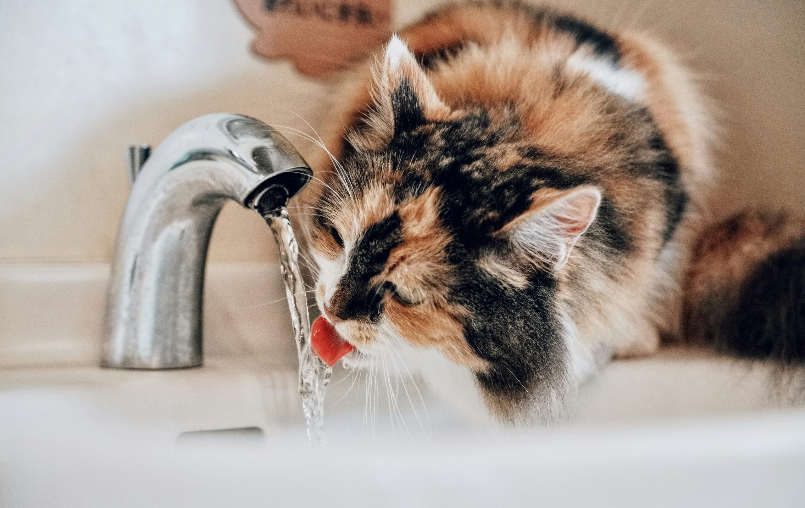 Vätskeersättning för katt – när behövs det och hur fungerar det?