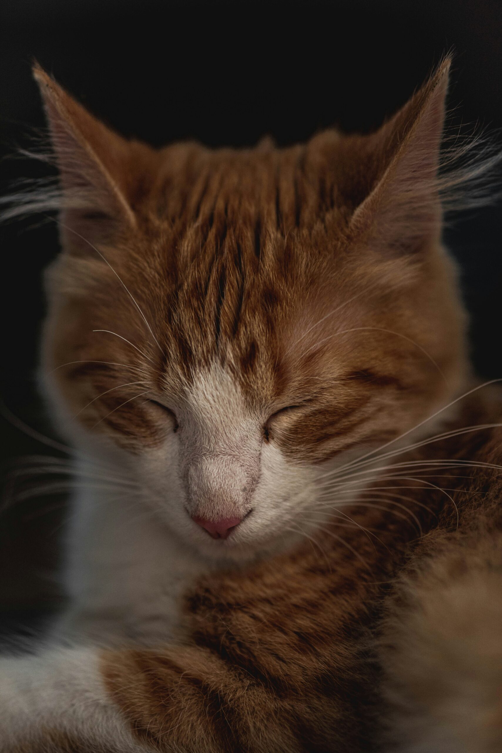 FIP hos katt – vad det är, symtom och behandlingsmöjligheter