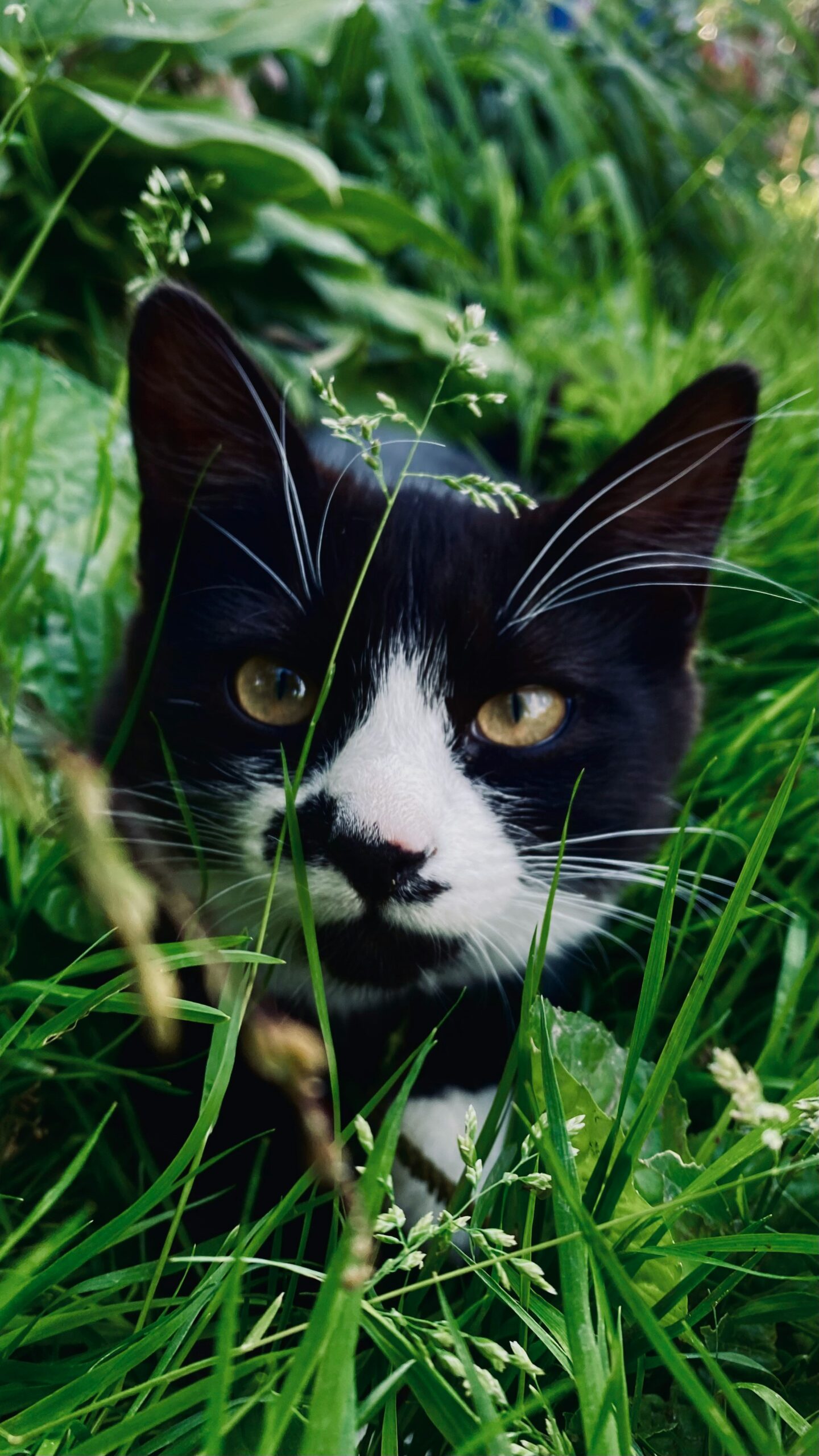 Fästingar på katt – så skyddar du din katt från fästingbett