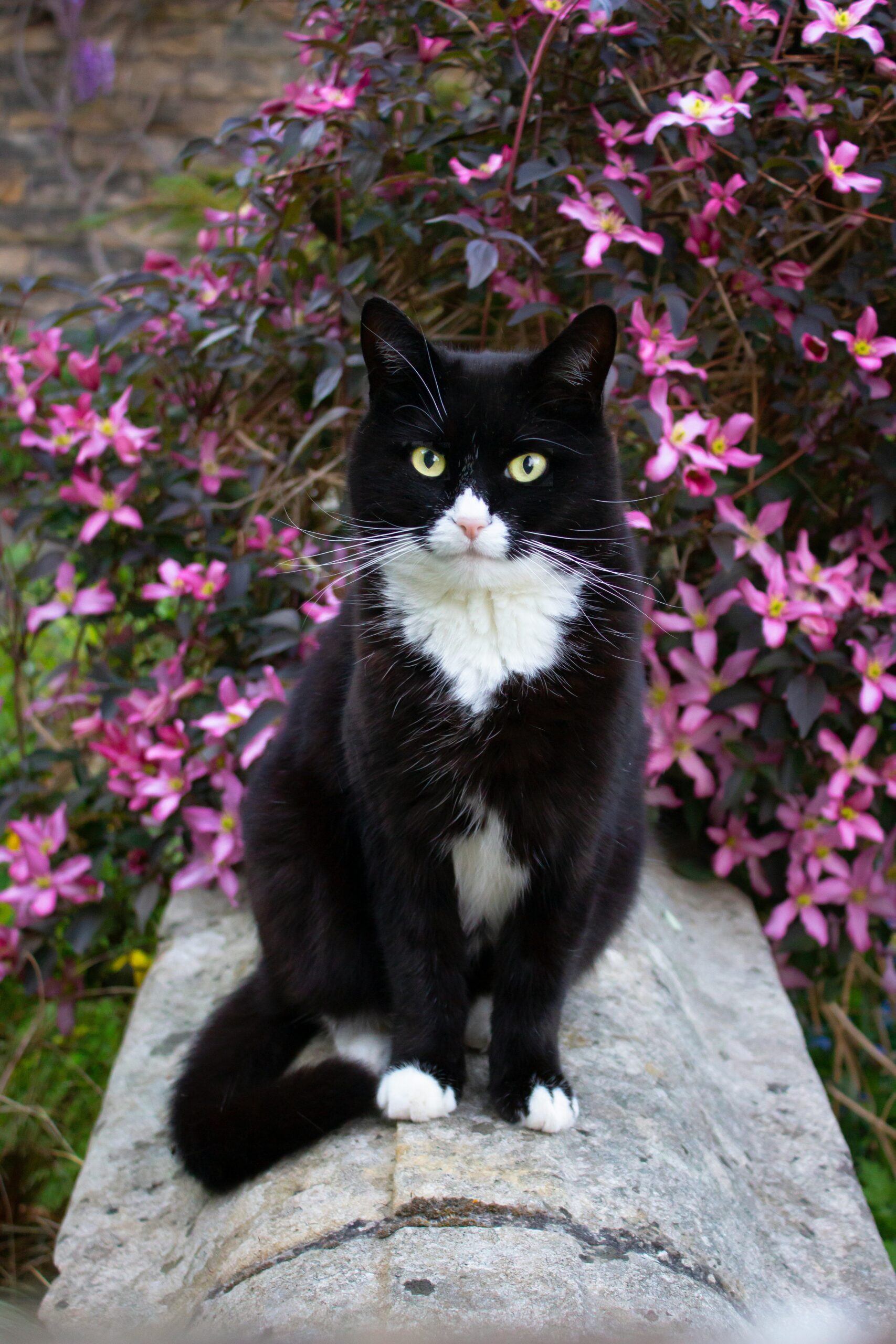 Släppa ut katt – när, hur och vad du bör tänka på