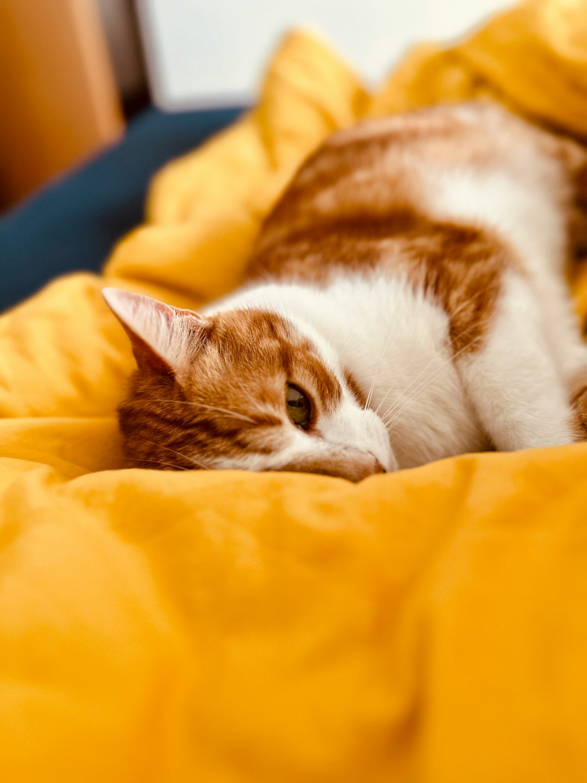 Diabetes hos katt – symtom, behandling och vad du bör veta