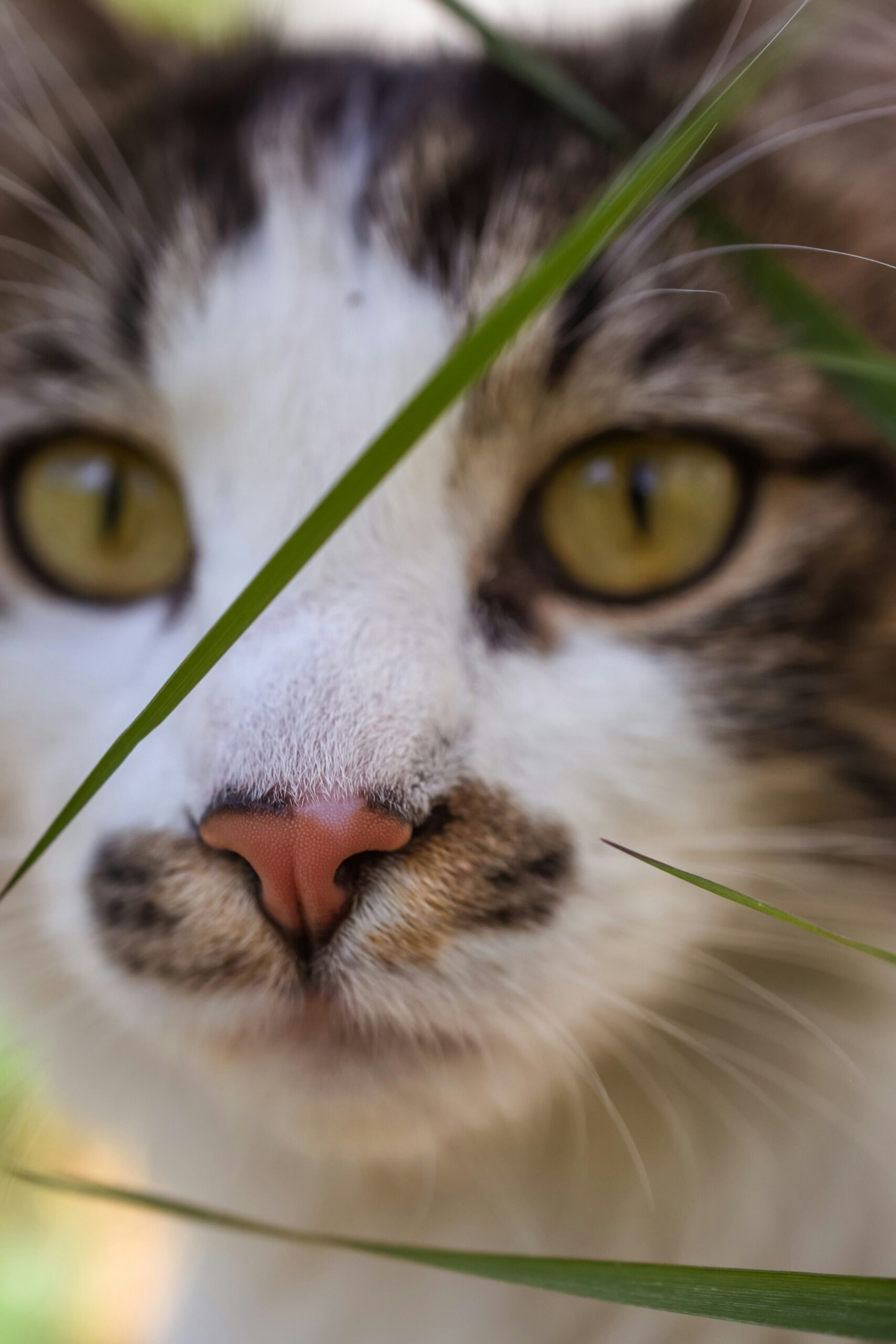 Snuva hos katt – orsaker, symtom och hur du hjälper din katt
