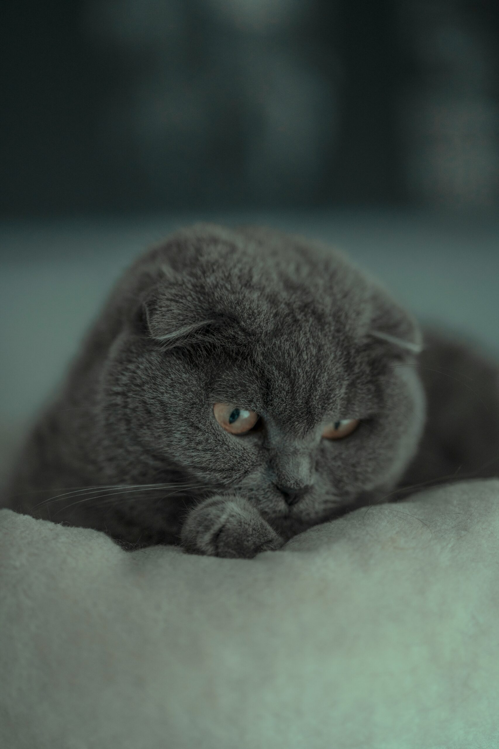 Ringorm hos katter – orsaker, symtom och behandling