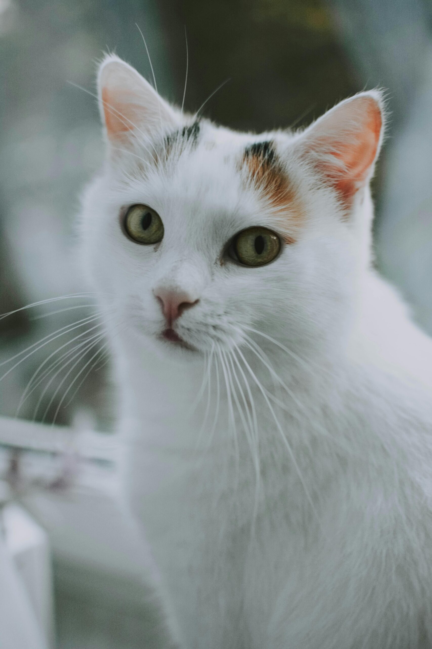Njursvikt hos katt – symptom, behandling och prognos