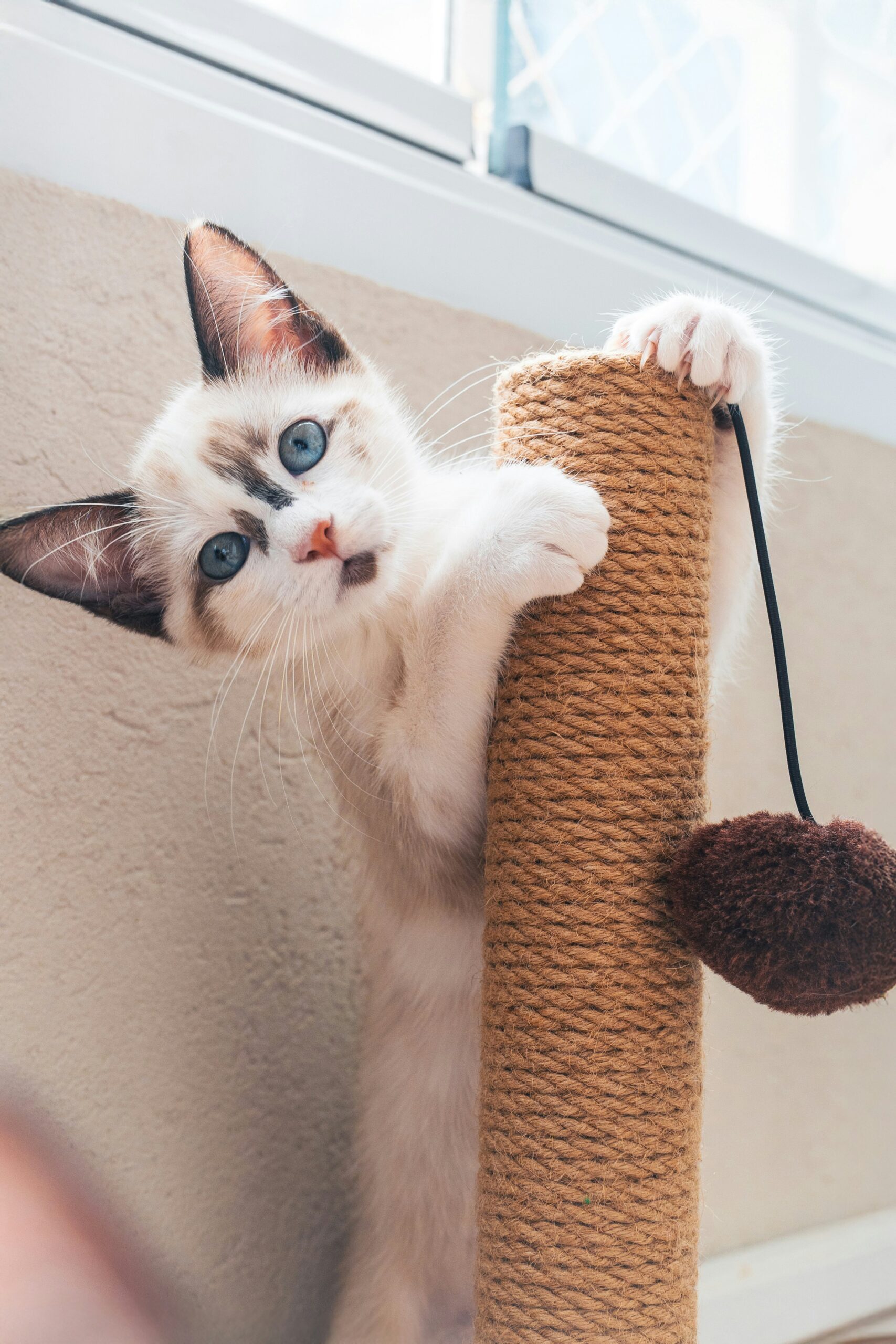 Klöser din katt? Så förstår du och hanterar klösbeteende
