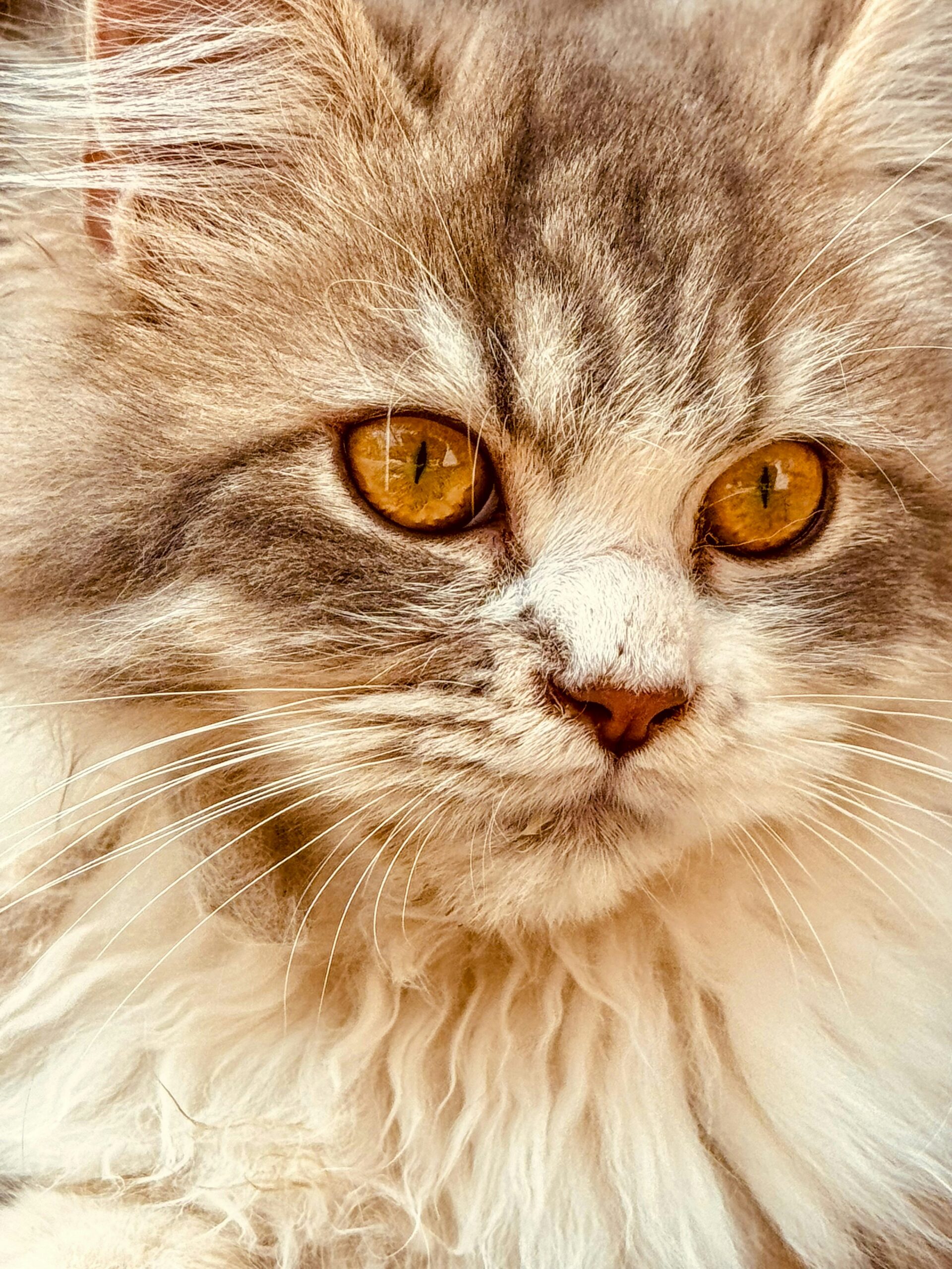 Ögoninflammation hos katt – symtom, orsaker och behandling