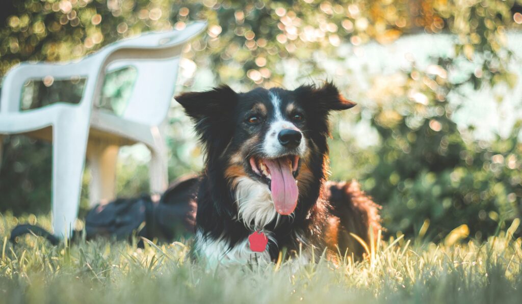 Tips för hundägare i sommarvärmen