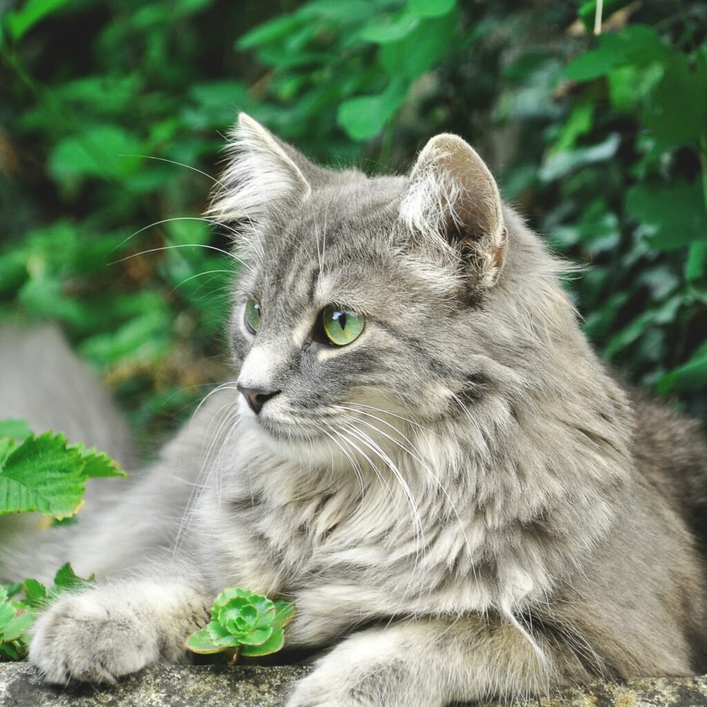 P-piller for katter