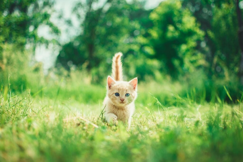 kattungens utvikling