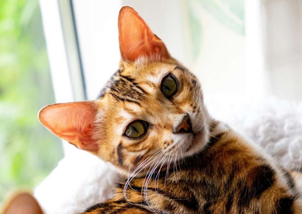 Bengalkatt