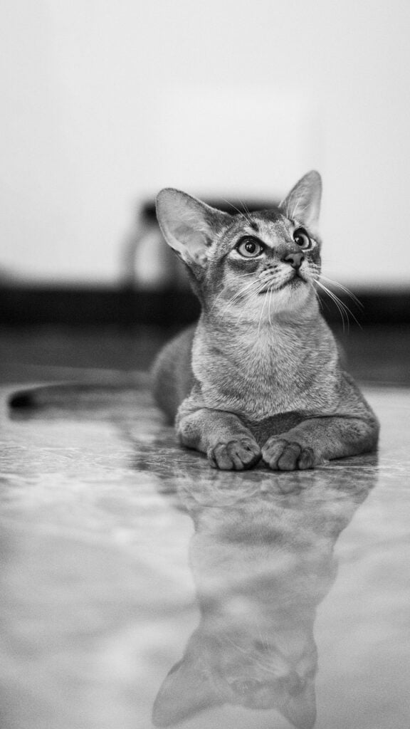 abyssinier