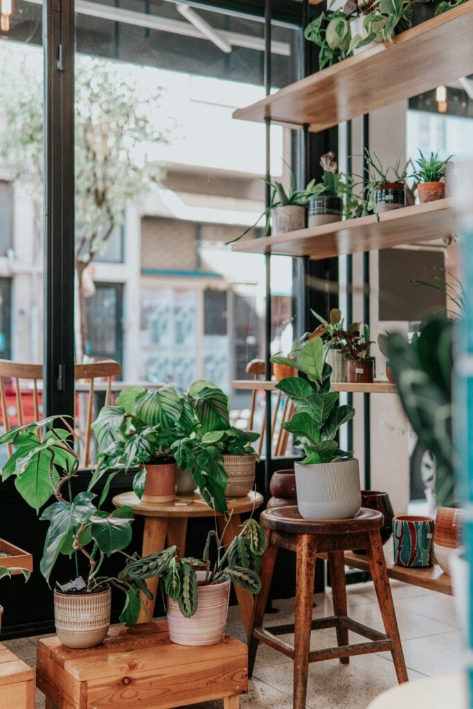 kattevennlige planter
