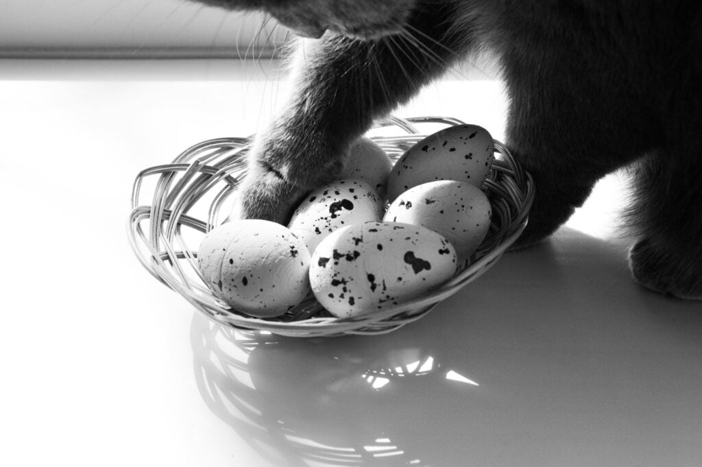 Kan katter spise egg? katt spiser egg