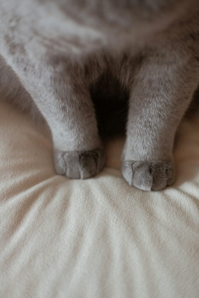 klipping av klør på katt