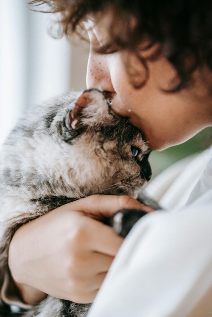 kostnad for katt