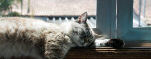 Innekatter – kattraser som trivs bäst inomhus