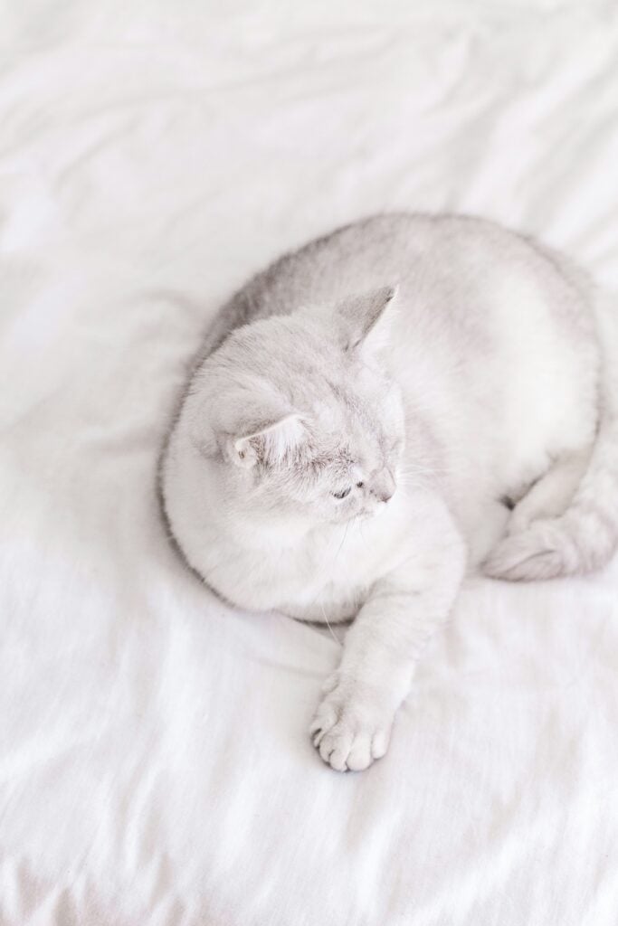 Drektighet hos katt