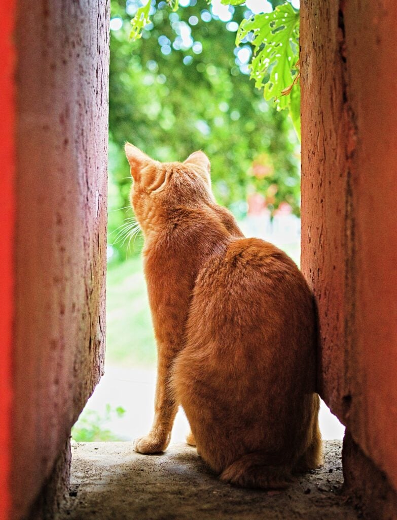 gammal katt vård