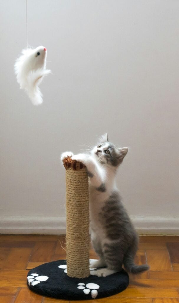 aktiver katten din