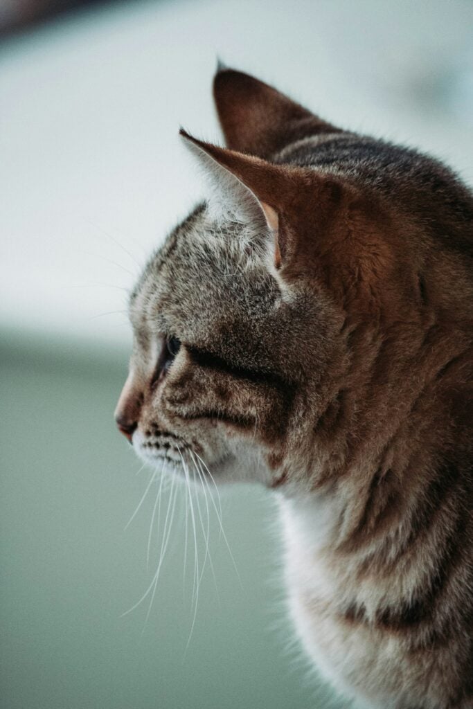 skabb hos katt
