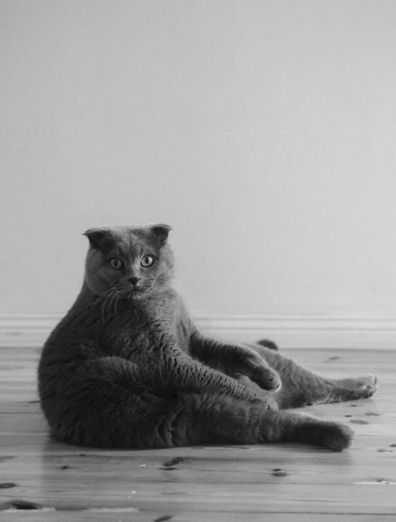 ka-me-li-RsJvb6OixoA-unsplash Seniorundersökning för katter