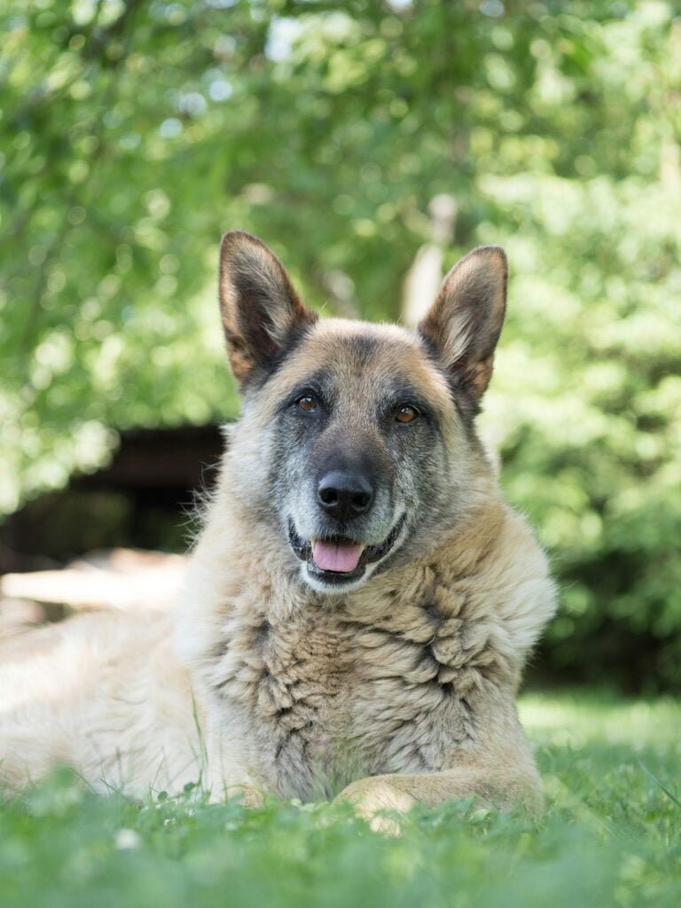 kanashi-Xy7SLX9zuVM-unsplash Hälsokontroller för äldre hundar